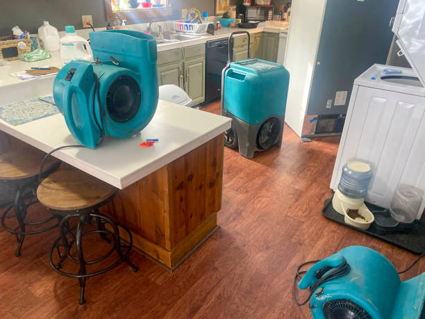 Best Mold removal after water damage  in Hallandale Beach, FL